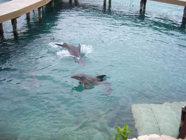 ai365.photobucket.com_albums_oo91_LilianaPinheiro_Xcaret_CIMG0308.jpg