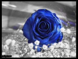 ai375.photobucket.com_albums_oo193_Paulo_Leite_blue_rose_by_olyana.jpg