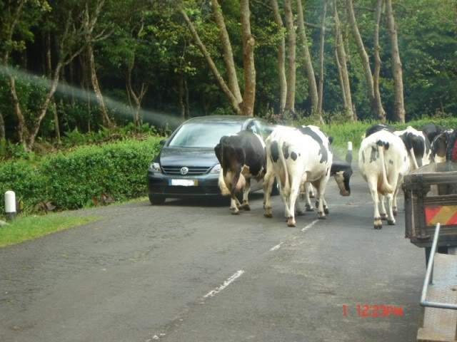 ai375.photobucket.com_albums_oo193_Paulo_Leite_DSC04378800x600.jpg
