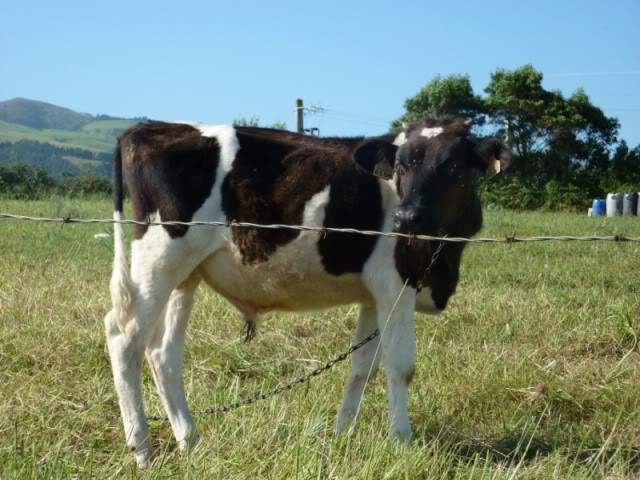 ai375.photobucket.com_albums_oo193_Paulo_Leite_Foto33800x600.jpg