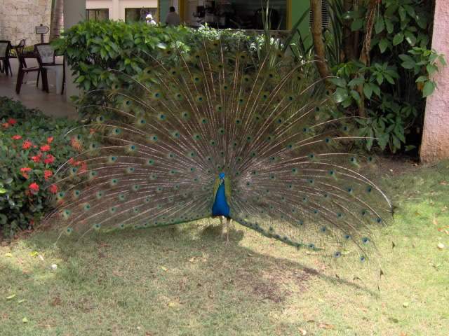 ai375.photobucket.com_albums_oo193_Paulo_Leite_IM000257.jpg