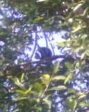 ai378.photobucket.com_albums_oo230_Sofi2008_th_Imagem126.jpg