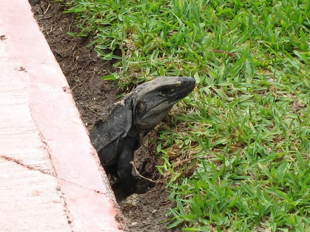 ai40.photobucket.com_albums_e247_euzinha_07_IMG_5693.jpg