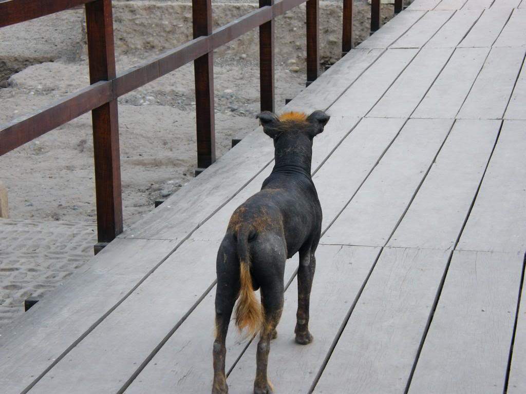 ai409.photobucket.com_albums_pp178_kl1462832_200909_20Peru_DSCF3243.jpg