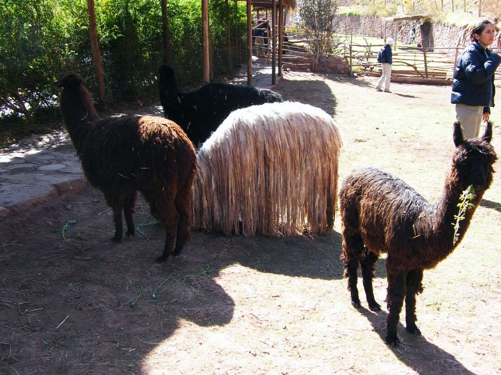ai409.photobucket.com_albums_pp178_kl1462832_200909_20Peru_DSCF3333.jpg