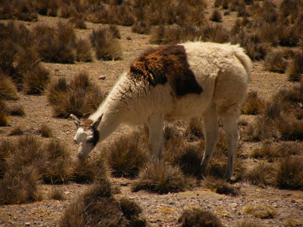 ai409.photobucket.com_albums_pp178_kl1462832_200909_20Peru_DSCF7139.jpg