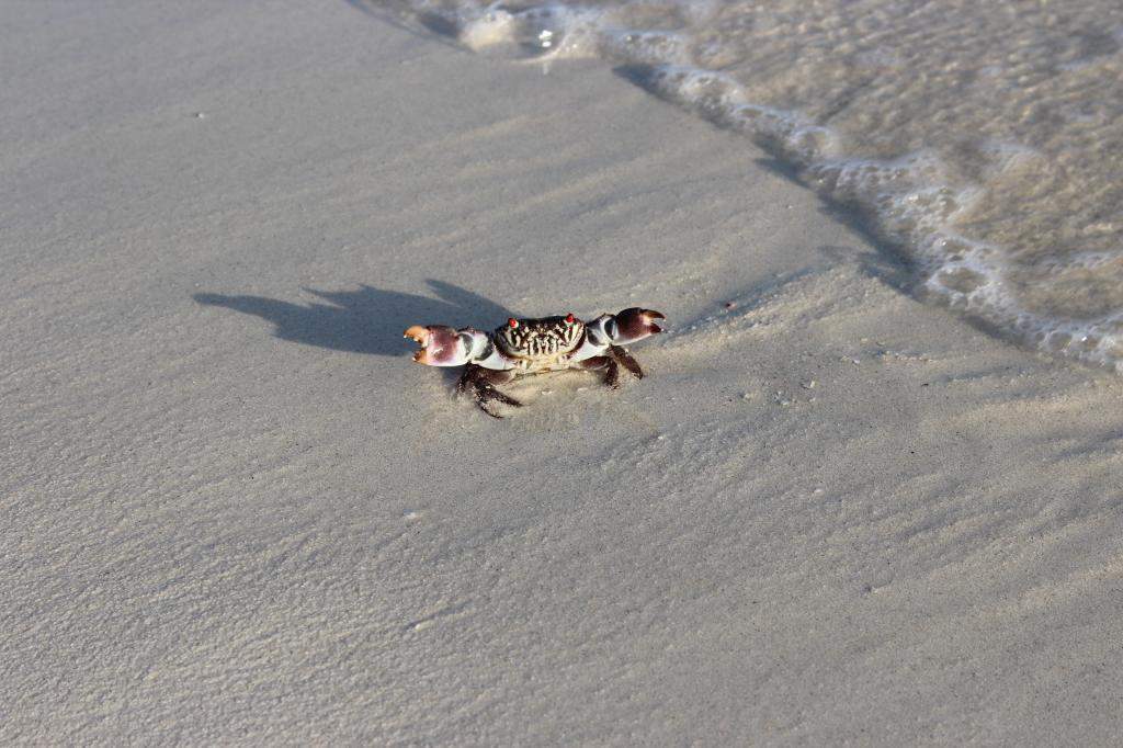 ai42.photobucket.com_albums_e319_CichlidAdventures_11_zps102e7ee6.jpg