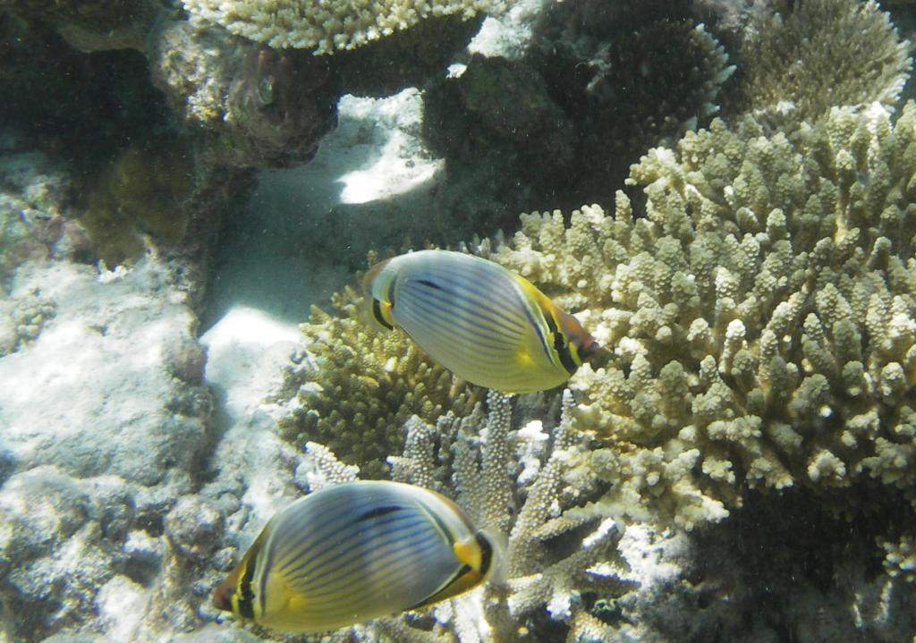 ai42.photobucket.com_albums_e319_CichlidAdventures_11_zpsc04cc4db.jpg