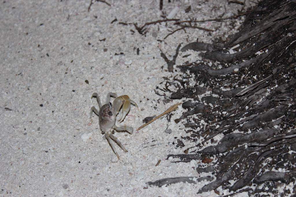 ai42.photobucket.com_albums_e319_CichlidAdventures_13_zps3fc10366.jpg