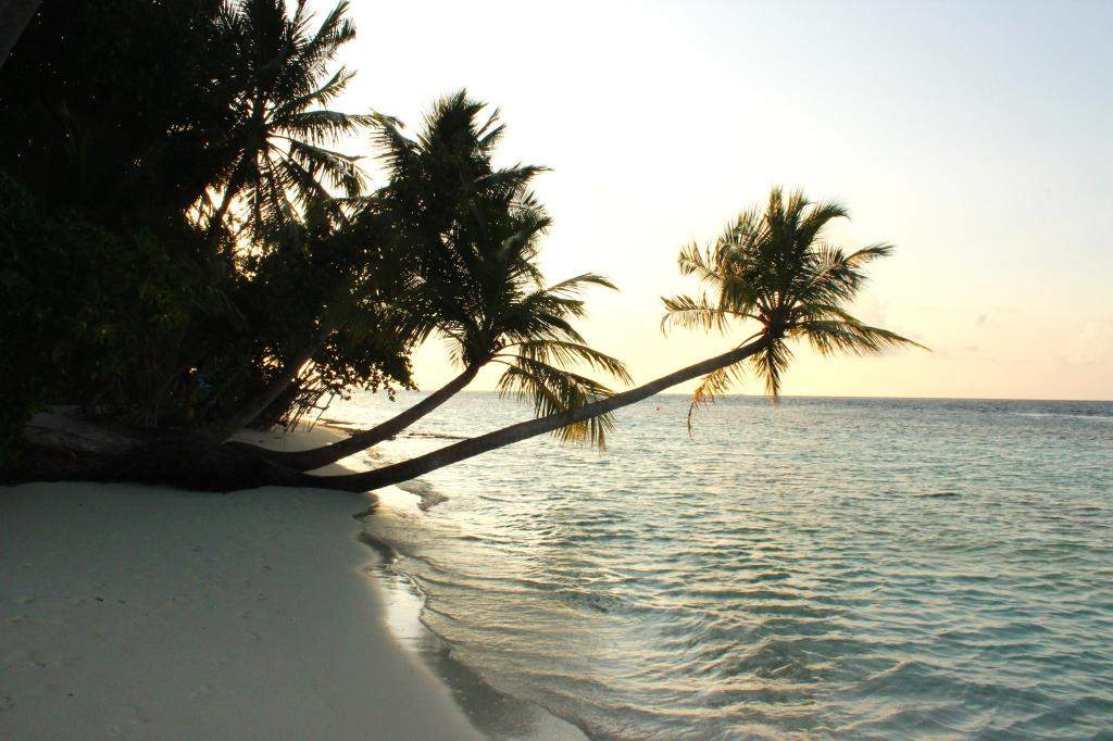 ai42.photobucket.com_albums_e319_CichlidAdventures_14_zpsc06f00c0.jpg