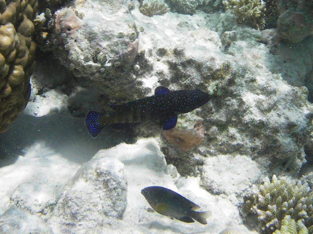 ai42.photobucket.com_albums_e319_CichlidAdventures_17_zps189dd212.jpg