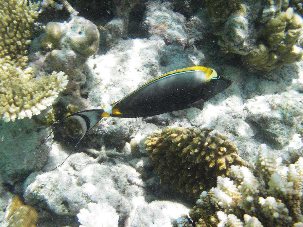 ai42.photobucket.com_albums_e319_CichlidAdventures_18_zps85d77b9f.jpg
