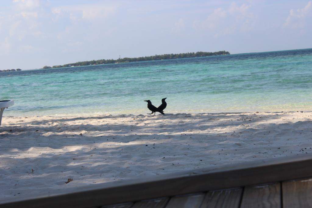 ai42.photobucket.com_albums_e319_CichlidAdventures_19_zps1b870a1a.jpg