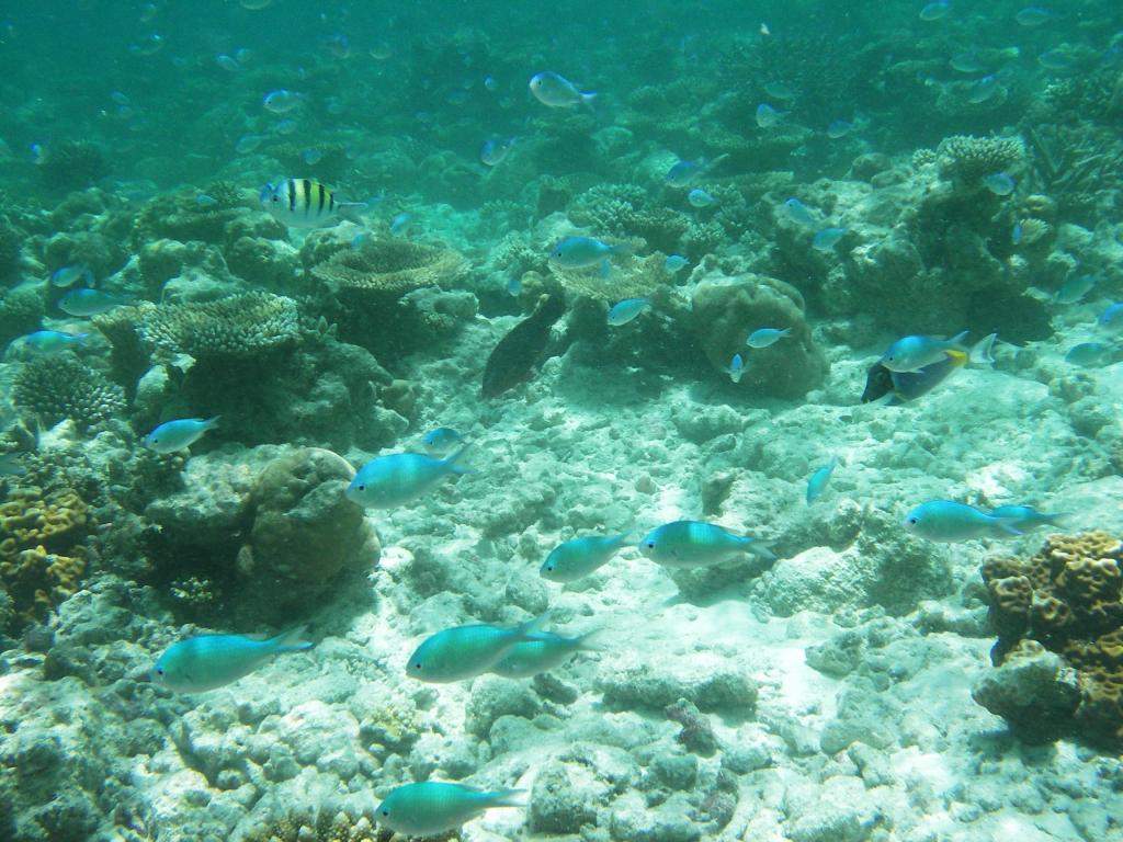 ai42.photobucket.com_albums_e319_CichlidAdventures_19_zps8a880525.jpg