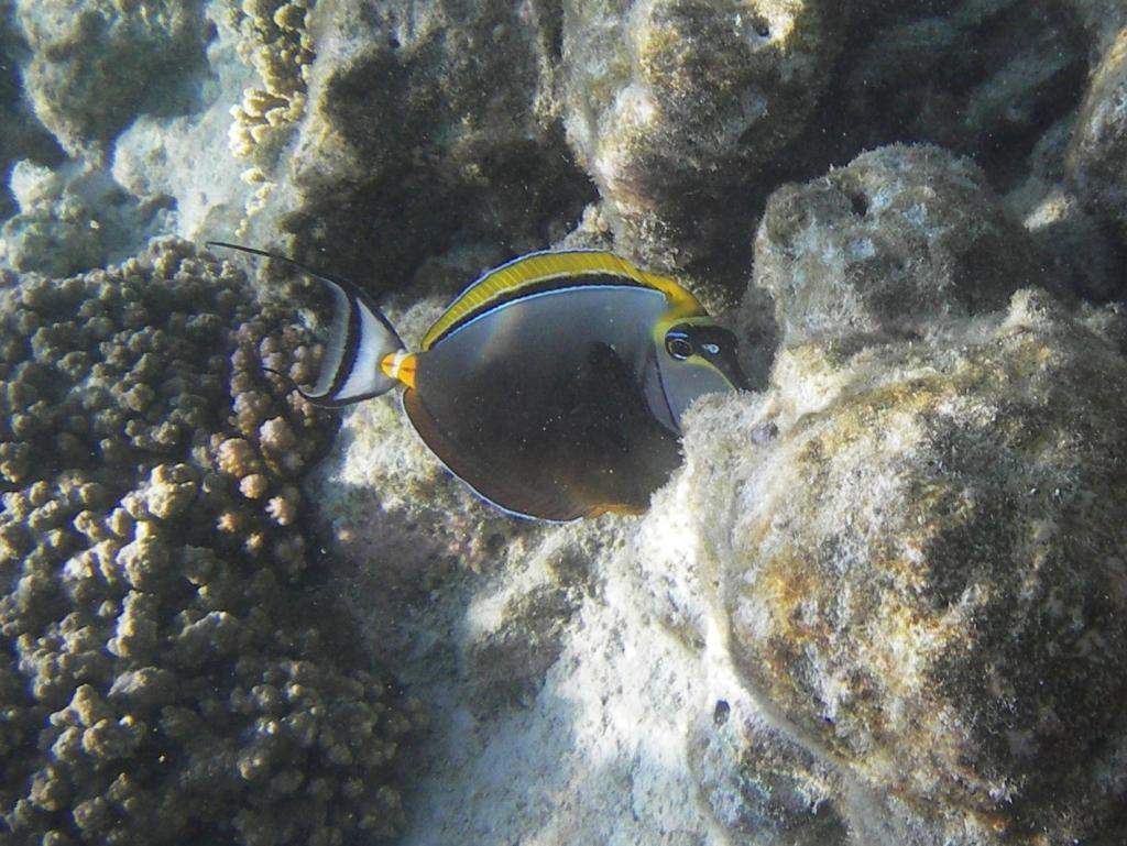 ai42.photobucket.com_albums_e319_CichlidAdventures_20_zps3fdd5eb0.jpg