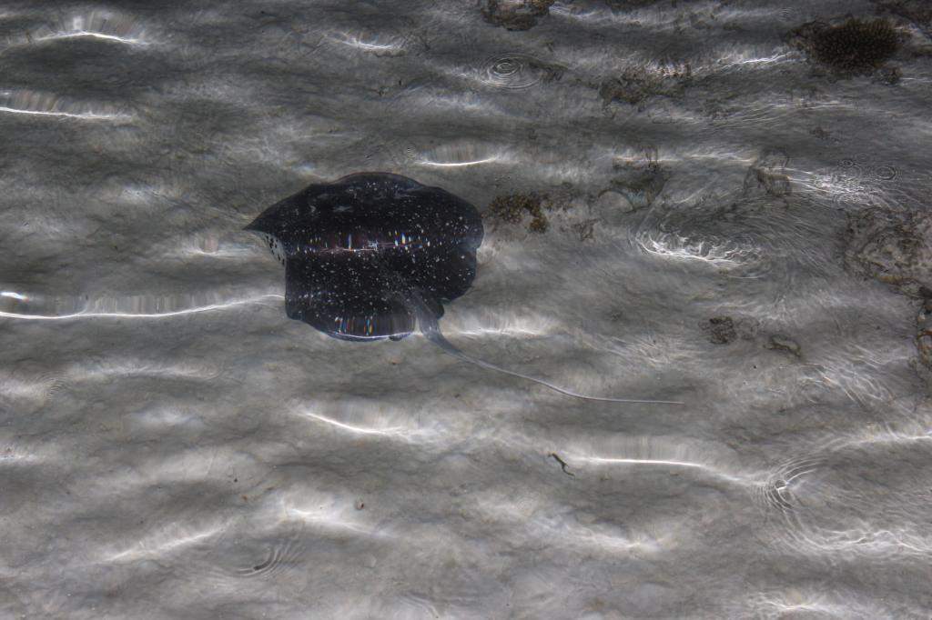 ai42.photobucket.com_albums_e319_CichlidAdventures_27_zps05fe9962.jpg