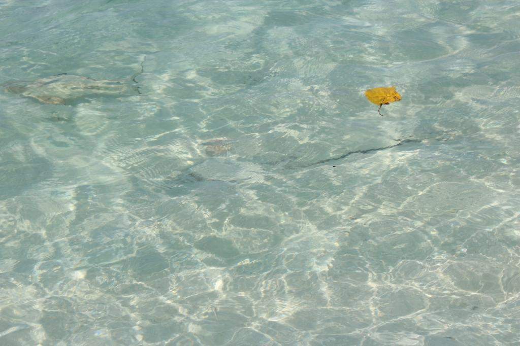 ai42.photobucket.com_albums_e319_CichlidAdventures_28_zps0e4335ca.jpg