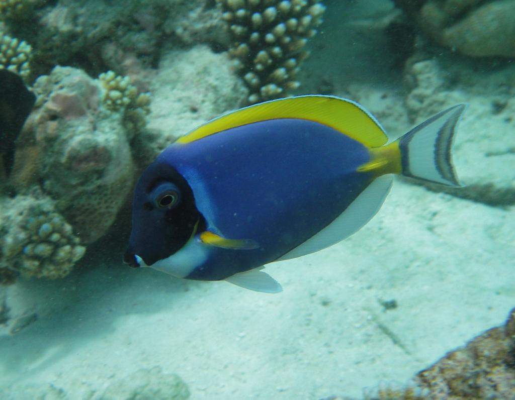 ai42.photobucket.com_albums_e319_CichlidAdventures_3_zps9ebb4c7f.jpg