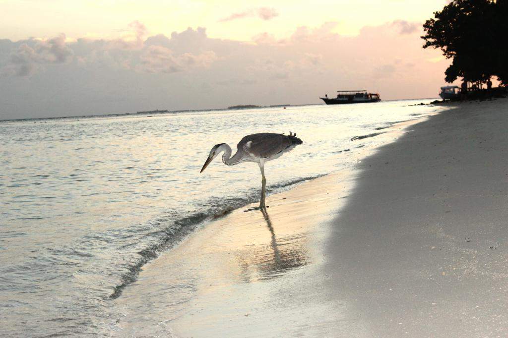ai42.photobucket.com_albums_e319_CichlidAdventures_5_zps06b91124.jpg