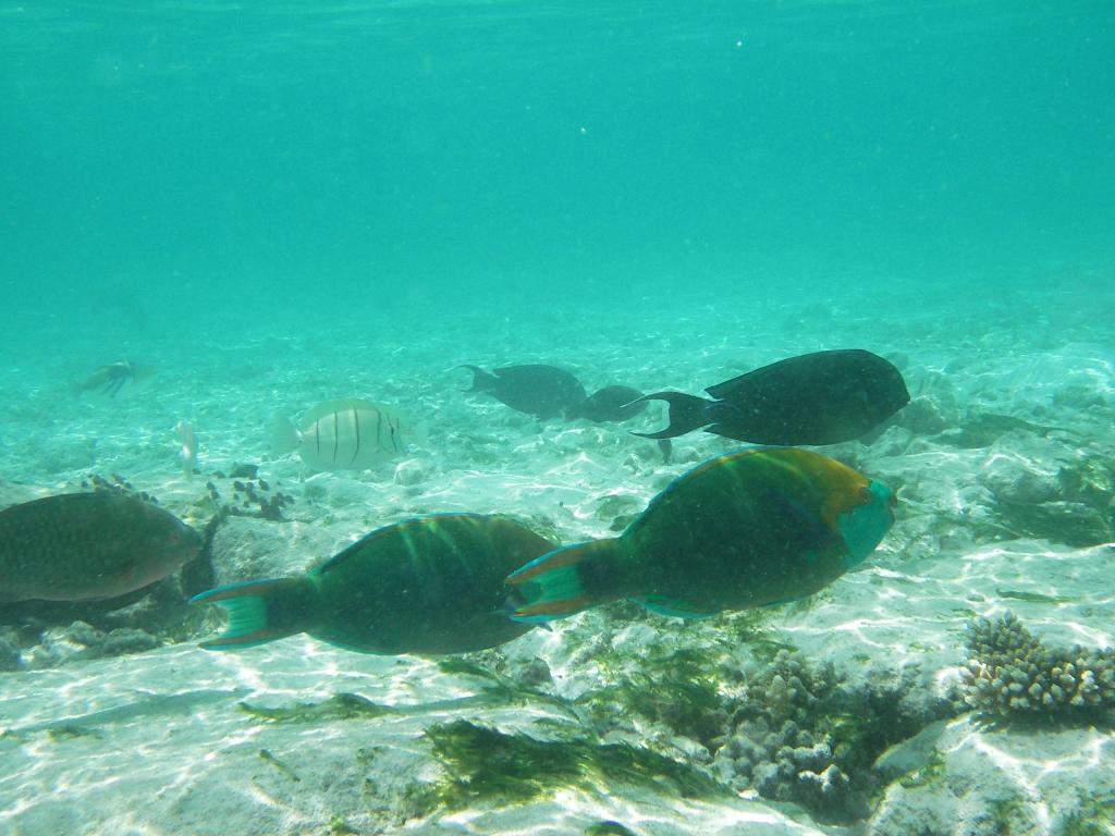 ai42.photobucket.com_albums_e319_CichlidAdventures_6_zps339d005e.jpg