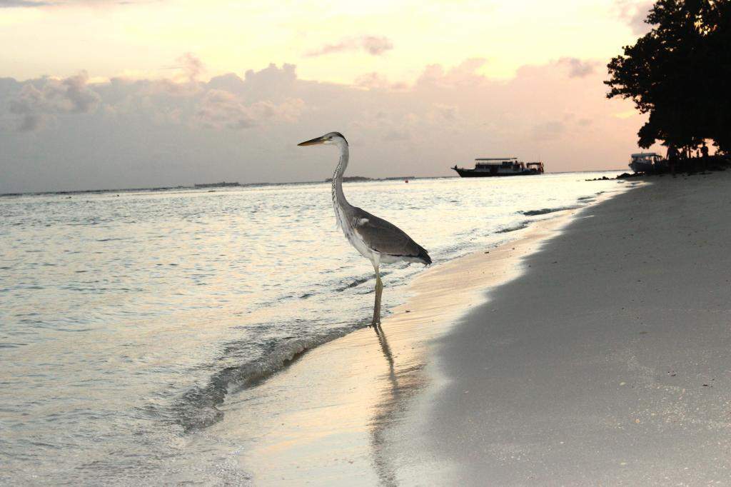 ai42.photobucket.com_albums_e319_CichlidAdventures_6_zps53331a17.jpg