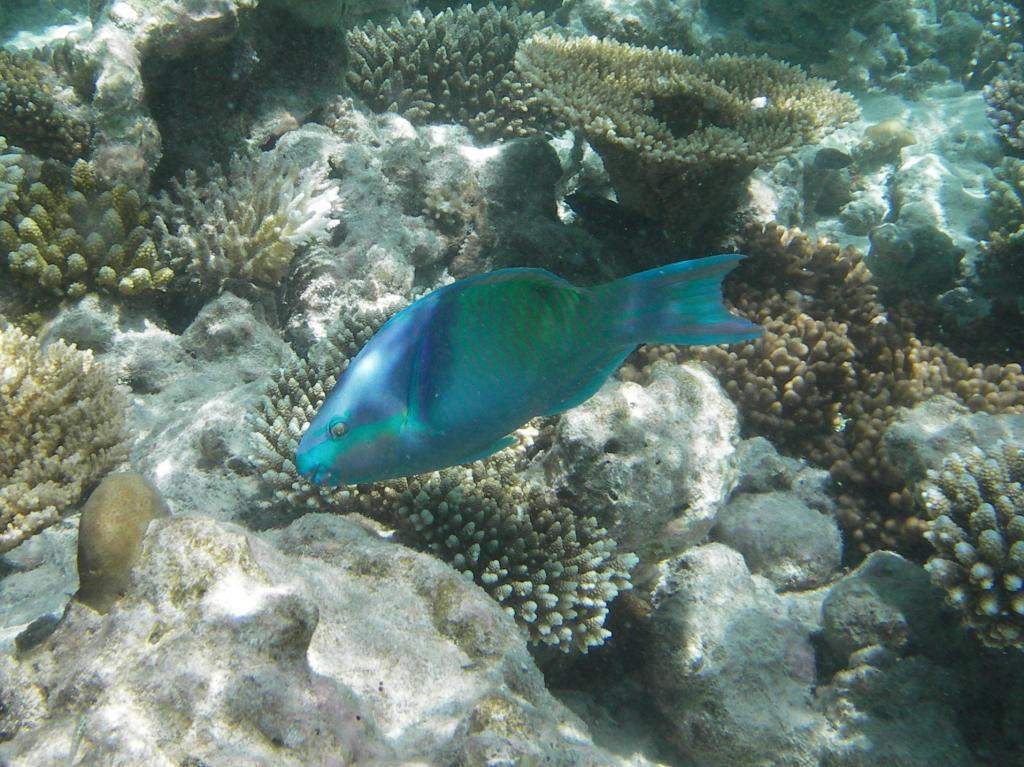 ai42.photobucket.com_albums_e319_CichlidAdventures_7_zps484739a1.jpg