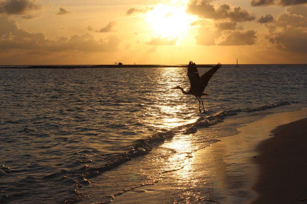 ai42.photobucket.com_albums_e319_CichlidAdventures_7_zps69911672.jpg