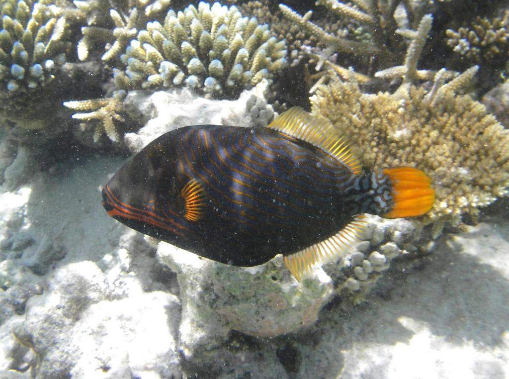ai42.photobucket.com_albums_e319_CichlidAdventures_8_zps7c29a20d.jpg