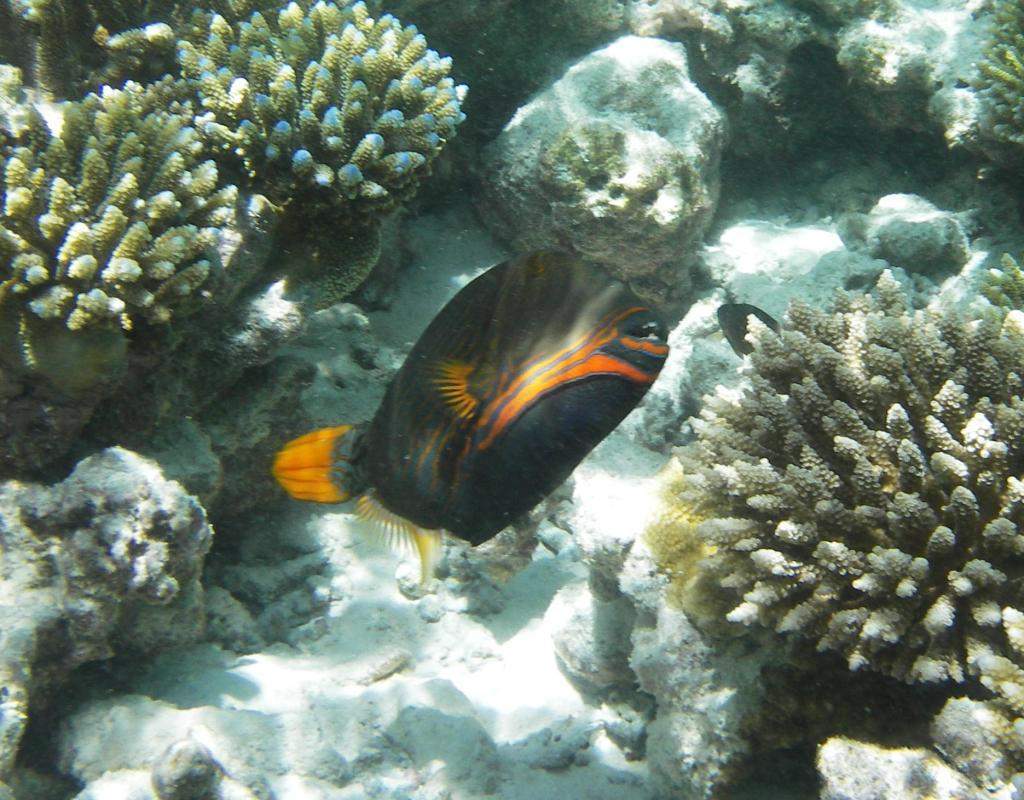 ai42.photobucket.com_albums_e319_CichlidAdventures_9_zps8649c606.jpg