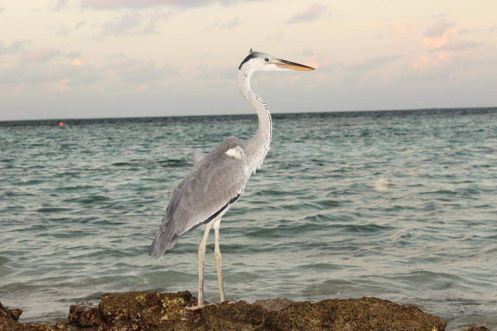 ai42.photobucket.com_albums_e319_CichlidAdventures_9_zpse1f6ffb0.jpg