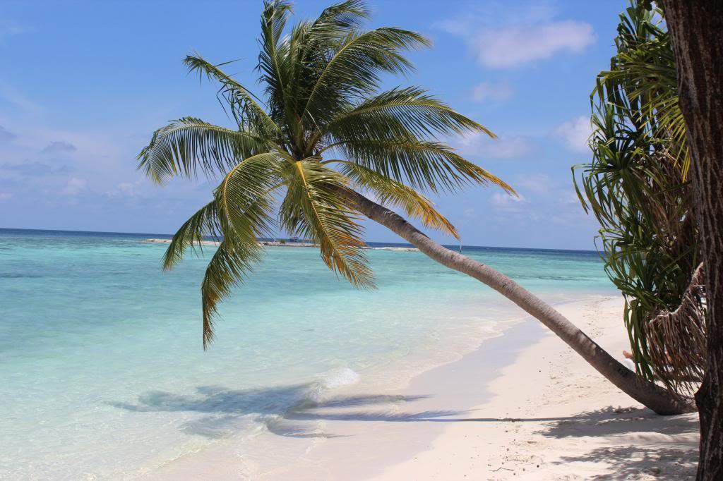 ai42.photobucket.com_albums_e319_CichlidAdventures_IMG_1785_zps026b24f2.jpg