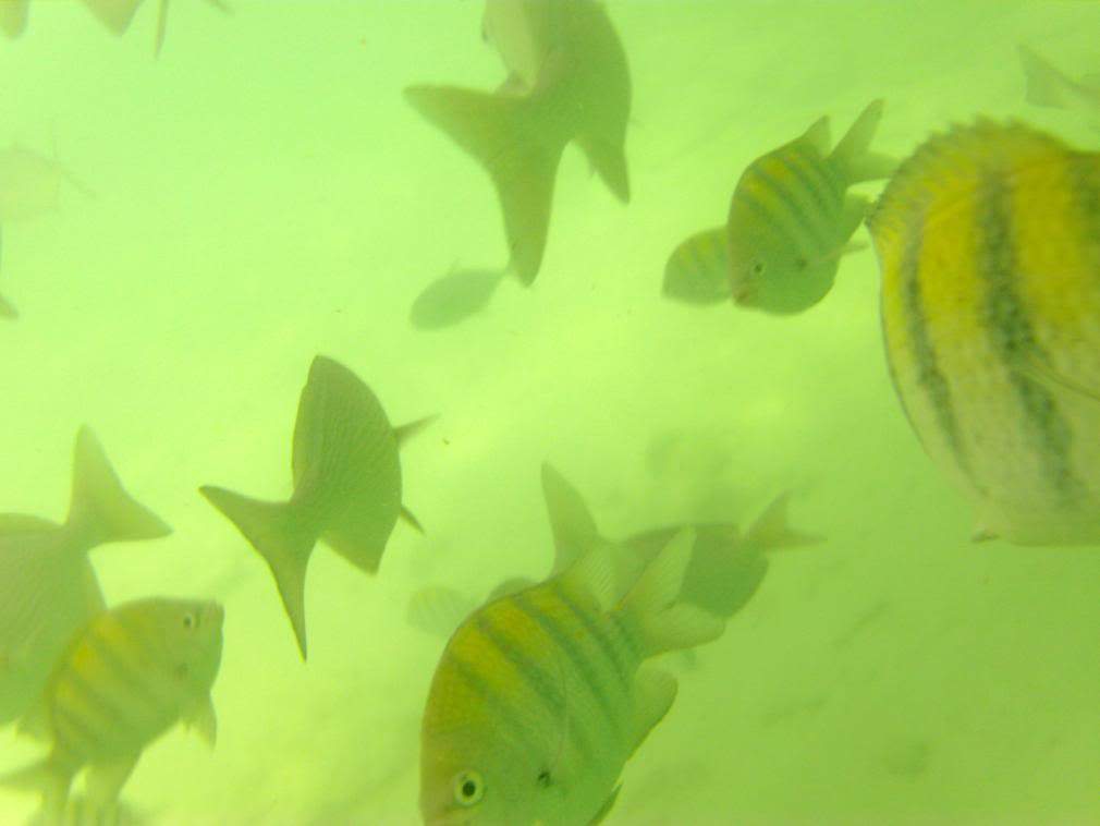 ai43.photobucket.com_albums_e382_nunovasques_HPIM1806.jpg