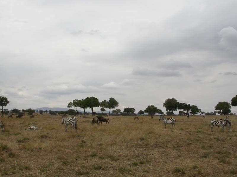 ai43.photobucket.com_albums_e382_nunovasques_Kenya_DSCN0253.jpg