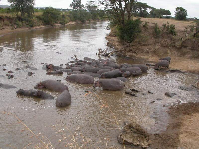 ai43.photobucket.com_albums_e382_nunovasques_Kenya_DSCN0254.jpg