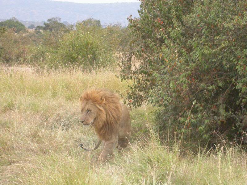 ai43.photobucket.com_albums_e382_nunovasques_Kenya_DSCN0265.jpg