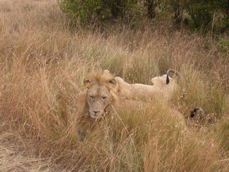ai43.photobucket.com_albums_e382_nunovasques_Kenya_DSCN0279.jpg