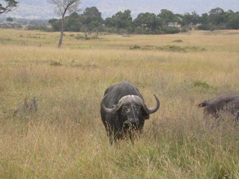 ai43.photobucket.com_albums_e382_nunovasques_Kenya_DSCN0291.jpg