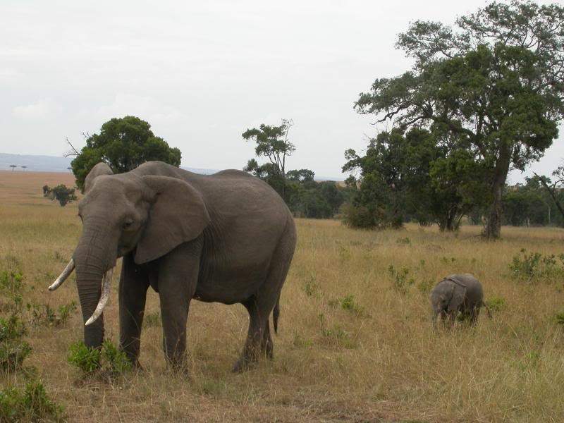 ai43.photobucket.com_albums_e382_nunovasques_Kenya_DSCN0305.jpg