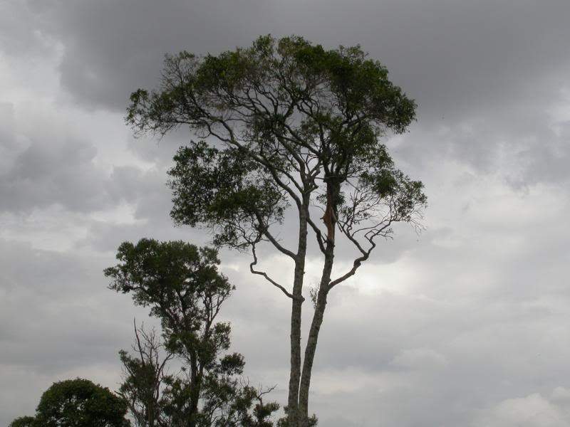 ai43.photobucket.com_albums_e382_nunovasques_Kenya_DSCN0310.jpg