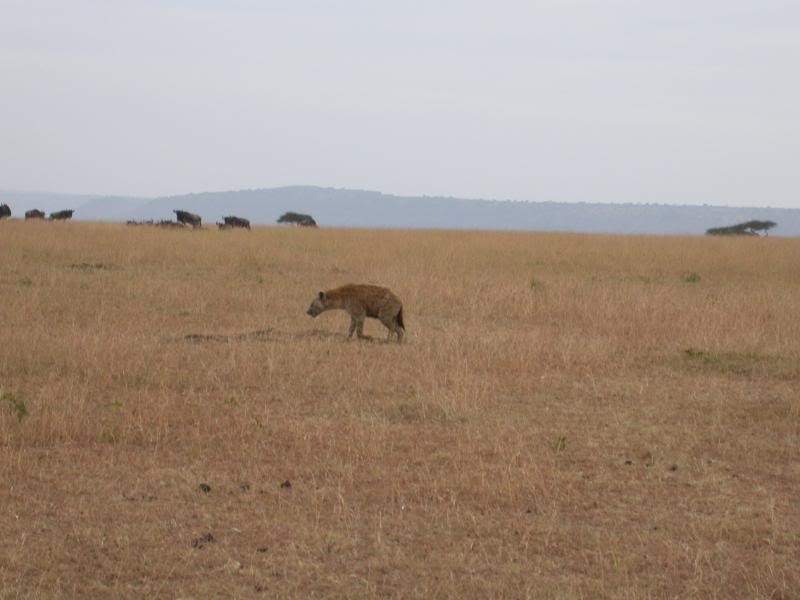 ai43.photobucket.com_albums_e382_nunovasques_Kenya_DSCN0337.jpg