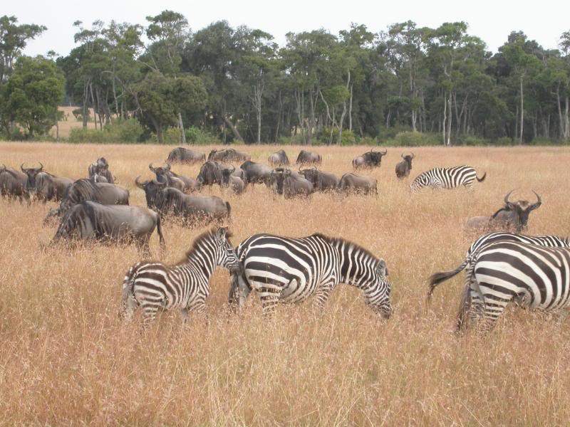 ai43.photobucket.com_albums_e382_nunovasques_Kenya_DSCN0342.jpg