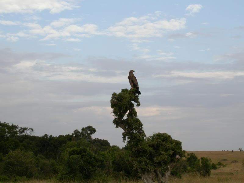 ai43.photobucket.com_albums_e382_nunovasques_Kenya_DSCN0373.jpg