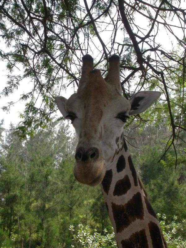 ai43.photobucket.com_albums_e382_nunovasques_Kenya_DSCN0488.jpg