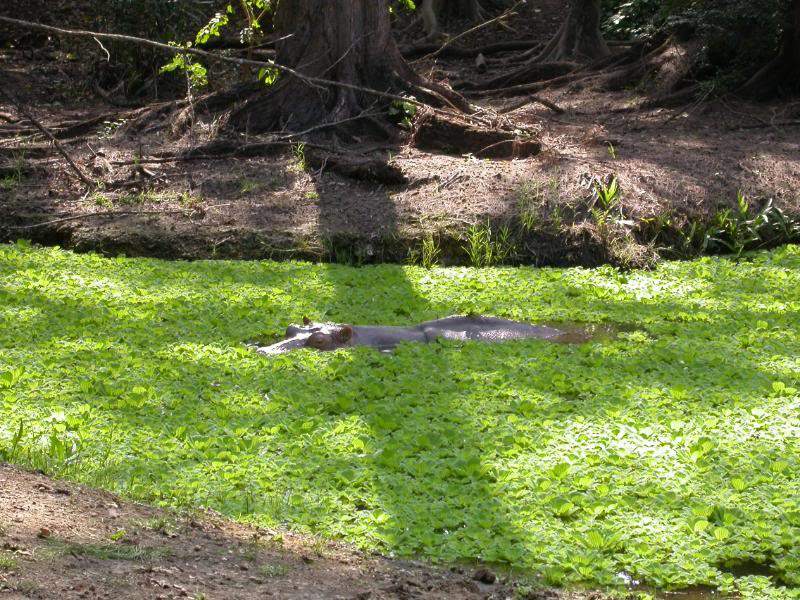 ai43.photobucket.com_albums_e382_nunovasques_Kenya_DSCN0507.jpg