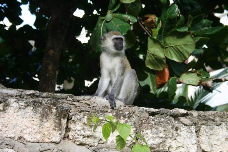 ai43.photobucket.com_albums_e382_nunovasques_Kenya_IMG_4155.jpg
