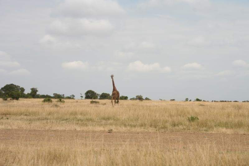 ai43.photobucket.com_albums_e382_nunovasques_Kenya_IMG_4433.jpg