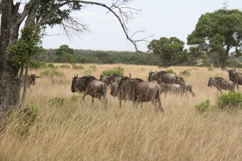 ai43.photobucket.com_albums_e382_nunovasques_Kenya_IMG_4445.jpg