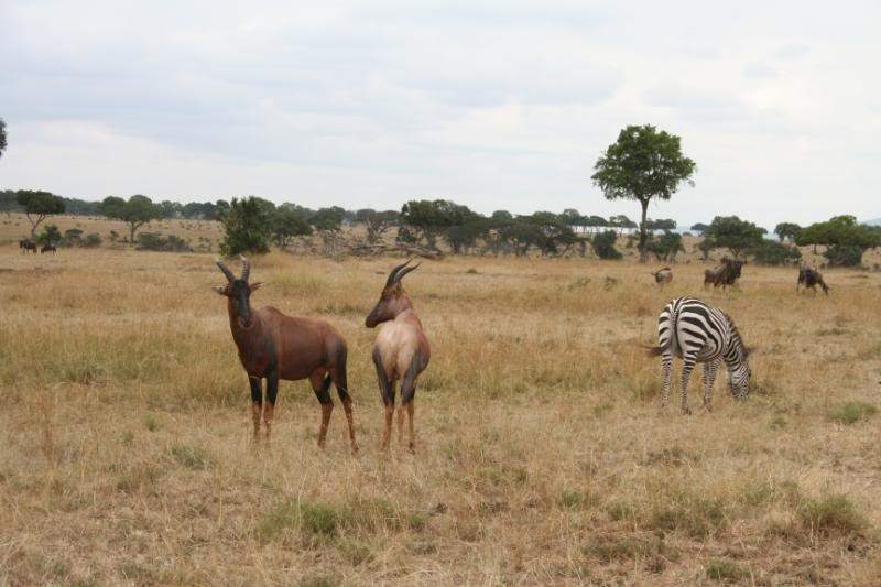 ai43.photobucket.com_albums_e382_nunovasques_Kenya_IMG_4463.jpg