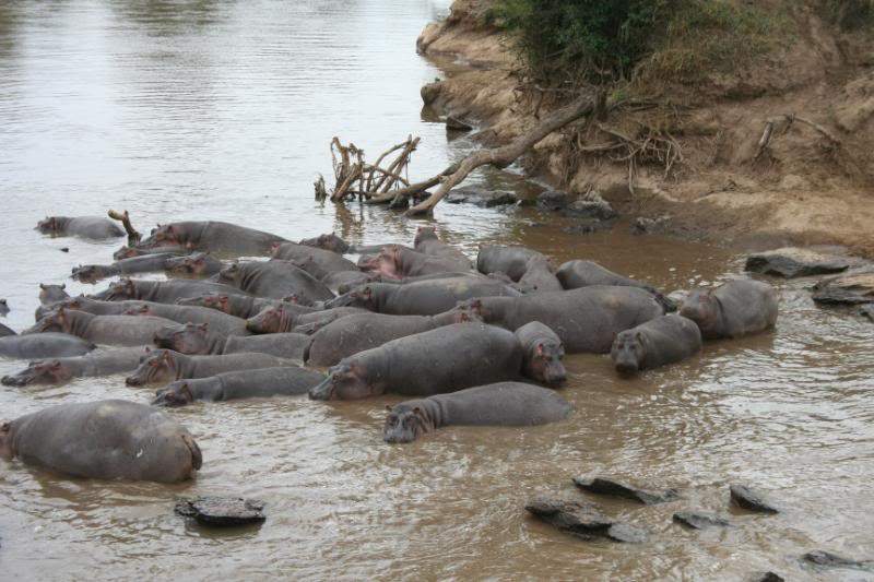 ai43.photobucket.com_albums_e382_nunovasques_Kenya_IMG_4469.jpg