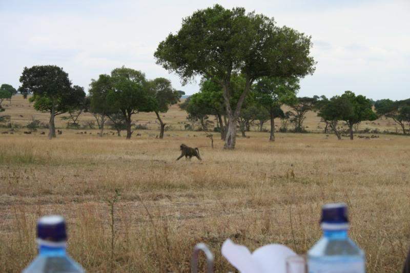ai43.photobucket.com_albums_e382_nunovasques_Kenya_IMG_4489.jpg